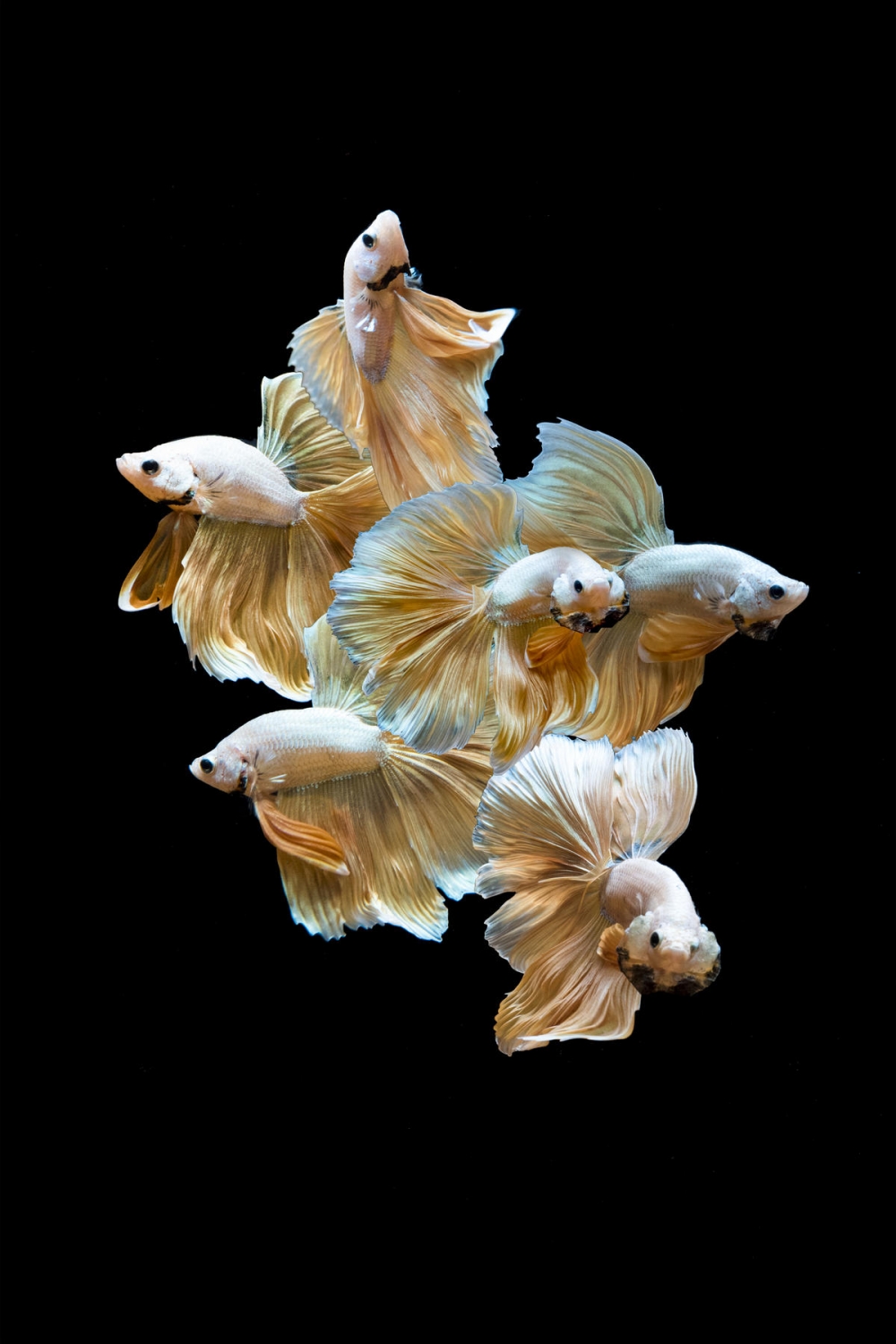 点击大图看下一张:灵活敏捷的泰国斗鱼图片