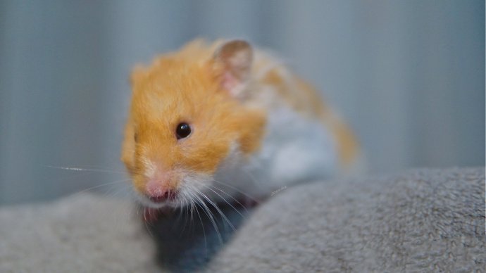 点击大图看下一张：一组超可爱橙色的小仓鼠