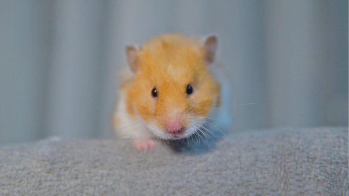 点击大图看下一张：一组超可爱橙色的小仓鼠