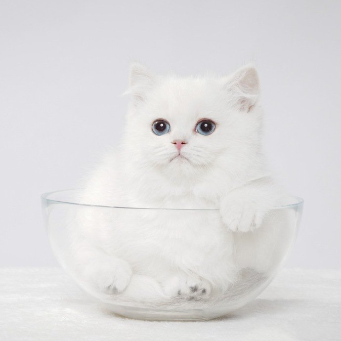 点击大图看下一张：一只可爱的白色猫猫图片