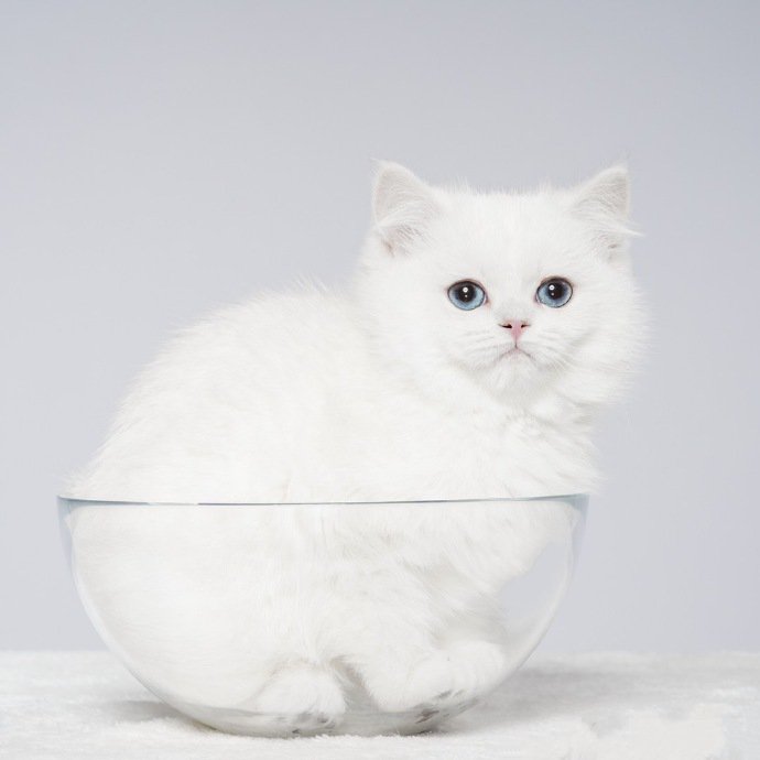 点击大图看下一张：一只可爱的白色猫猫图片