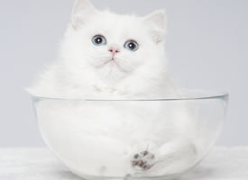 一只可爱的白色猫猫图片