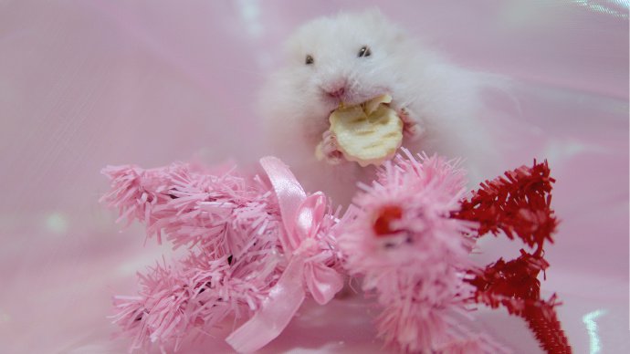点击大图看下一张：一组爱吃饼干的可爱仓鼠