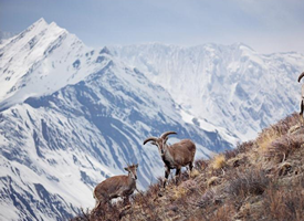白雪皑皑的喜马拉雅山图片