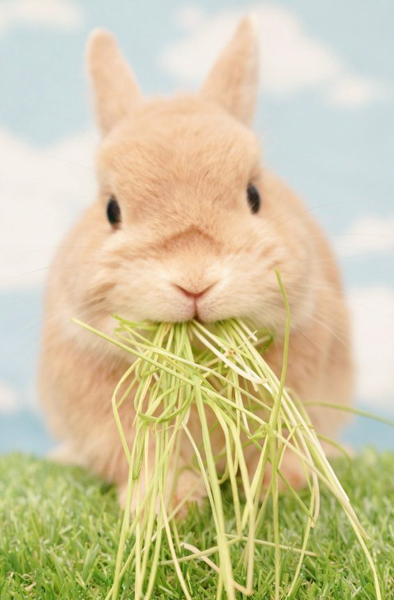 点击大图看下一张：一组毛绒绒傻乎乎的小兔子