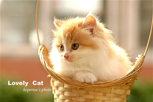 点击大图看下一张：深受人们喜爱的猫咪图片