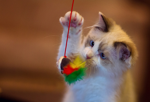 点击大图看下一张：娇小可爱的小猫图片