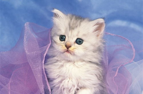 点击大图看下一张：娇小可爱的小猫图片