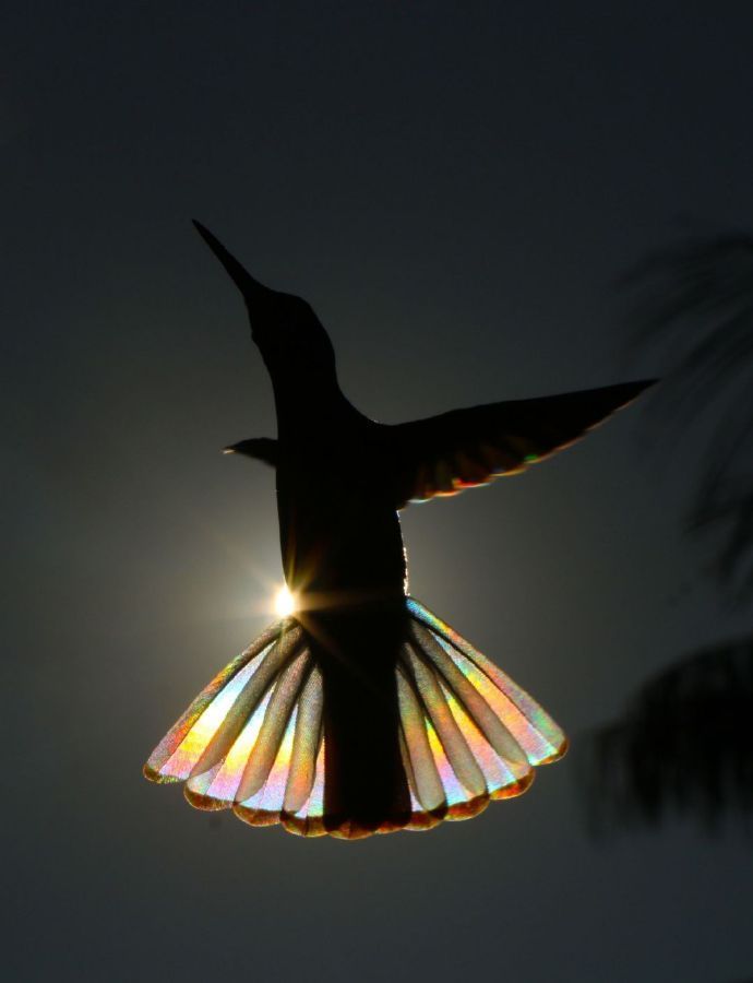 点击大图看下一张：飞舞在阳光下的蜂鸟，产生出的彩虹棱镜效果