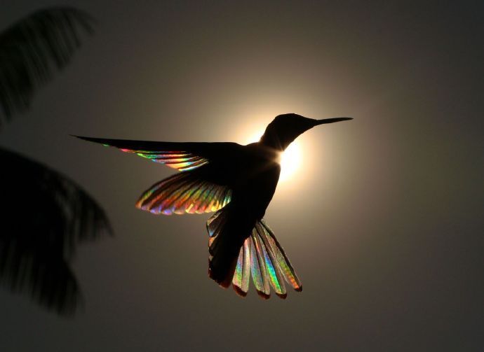 点击大图看下一张：飞舞在阳光下的蜂鸟，产生出的彩虹棱镜效果
