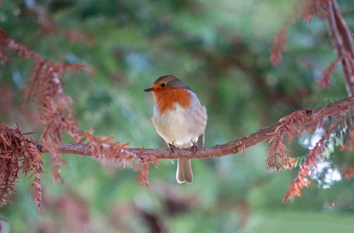 点击大图看下一张：林中的小小鸟图片