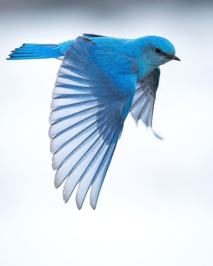点击大图看下一张：像蓝精灵一样美丽的小鸟图片