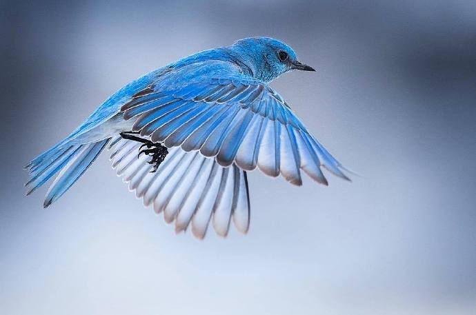 点击大图看下一张：像蓝精灵一样美丽的小鸟图片