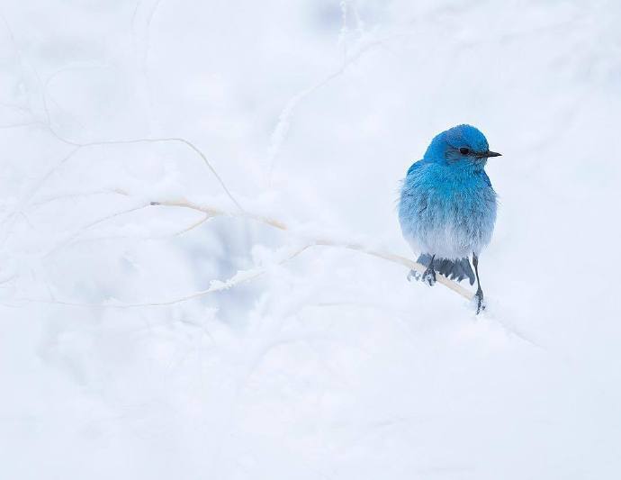点击大图看下一张:像蓝精灵一样美丽的小鸟图片