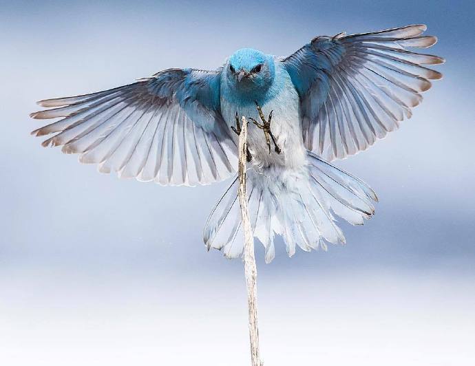 点击大图看下一张:像蓝精灵一样美丽的小鸟图片
