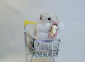 购物车里超可爱的小仓鼠