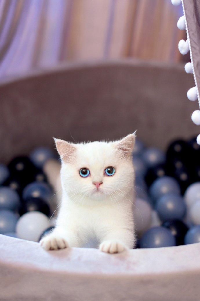 点击大图看下一张：美丽又严肃的小白猫