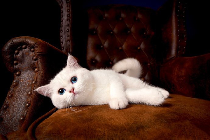 点击大图看下一张：美丽又严肃的小白猫