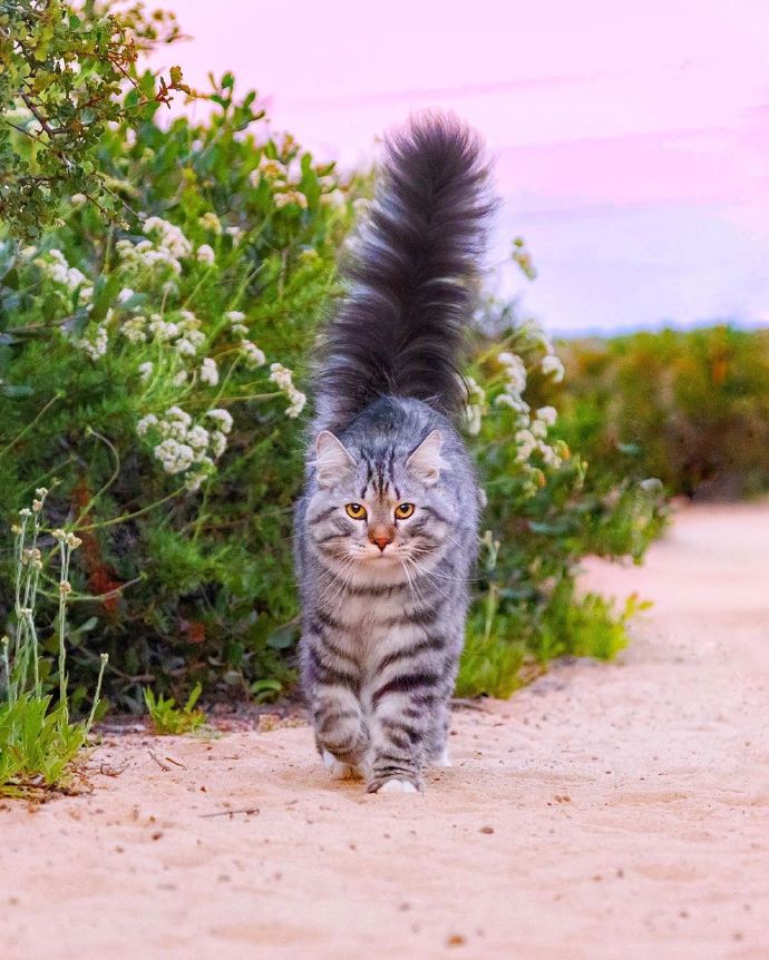 点击大图看下一张：高贵乖巧的西伯利亚猫图片