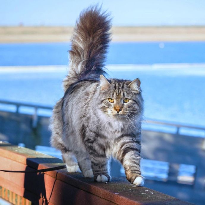 点击大图看下一张：高贵乖巧的西伯利亚猫图片