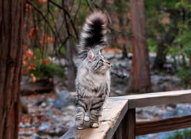 高贵乖巧的西伯利亚猫图片
