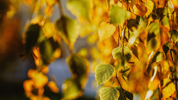 点击大图看下一张：秋天唯美自然风光图片桌面壁纸
