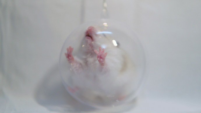 点击大图看下一张：一组精灵球里超可爱的仓鼠