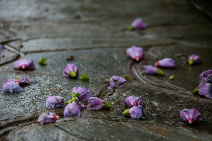 点击大图看下一张：一组唯美的微雨木槿花图片