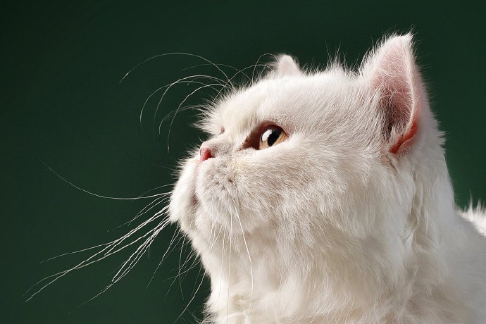 点击大图看下一张：一组美丽的猫咪摄影图片