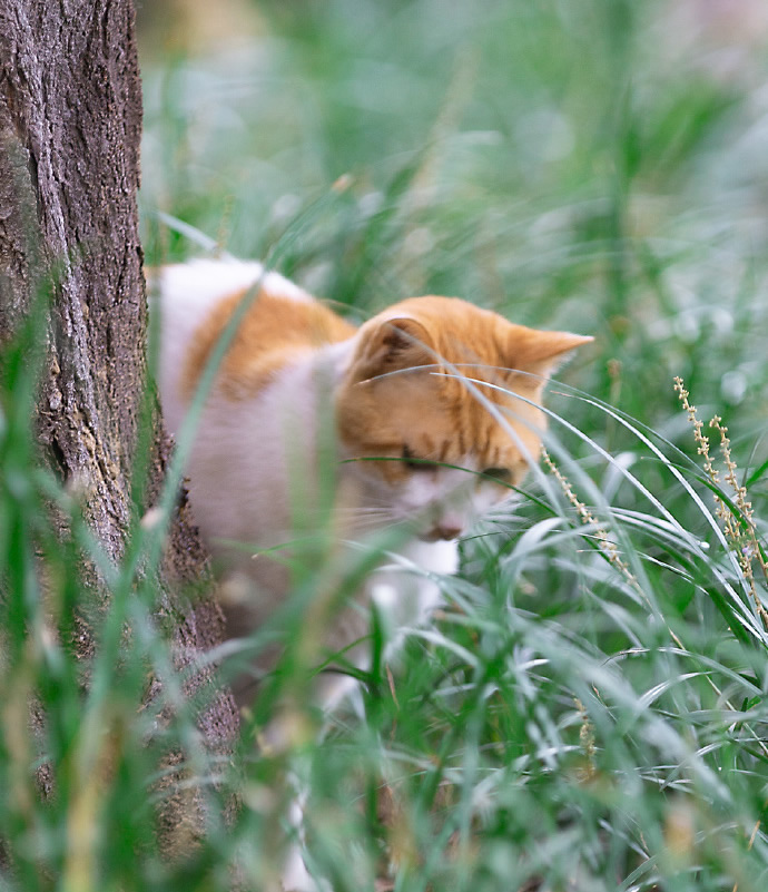 点击大图看下一张：一组草丛里的猫猫图片