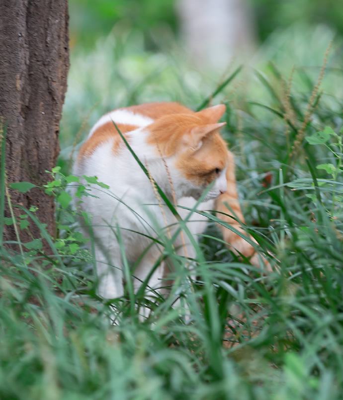 点击大图看下一张：一组草丛里的猫猫图片