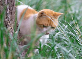 一组草丛里的猫猫图片