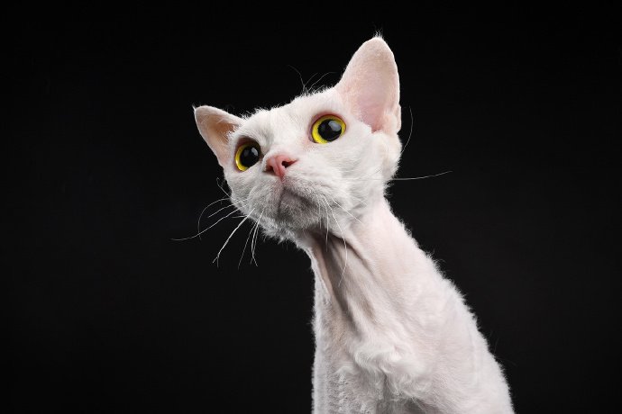 点击大图看下一张：乖巧可爱的德文卷毛猫