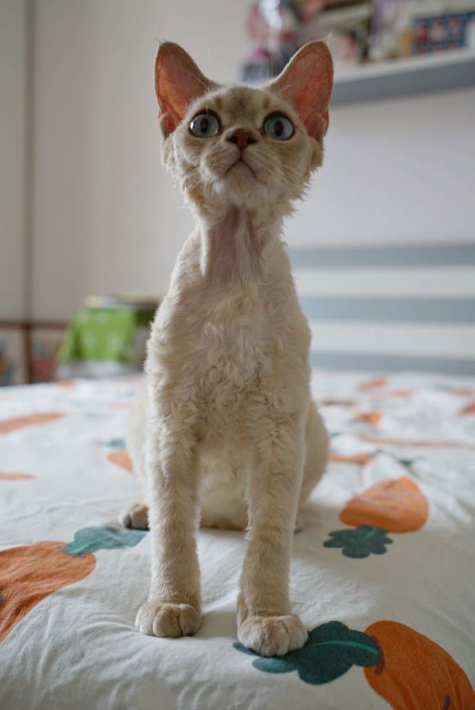 点击大图看下一张：乖巧可爱的德文卷毛猫