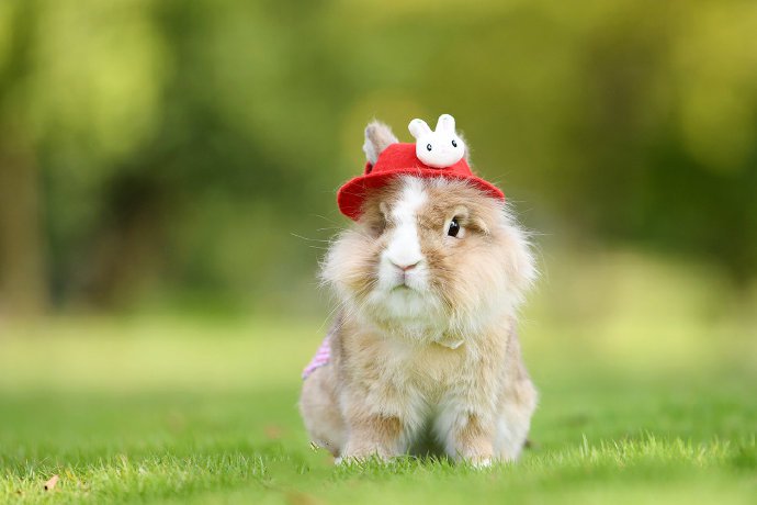 点击大图看下一张：一组可爱的小兔兔图片欣赏