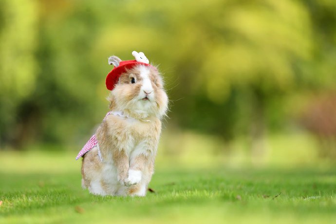 点击大图看下一张：一组可爱的小兔兔图片欣赏