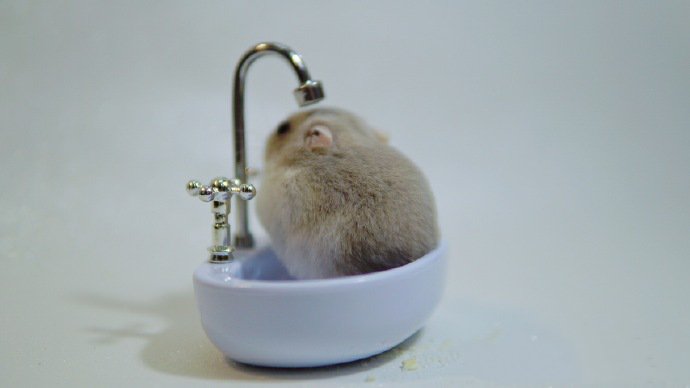 点击大图看下一张：有自己小浴缸的仓鼠图片