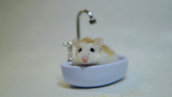 点击大图看下一张：有自己小浴缸的仓鼠图片