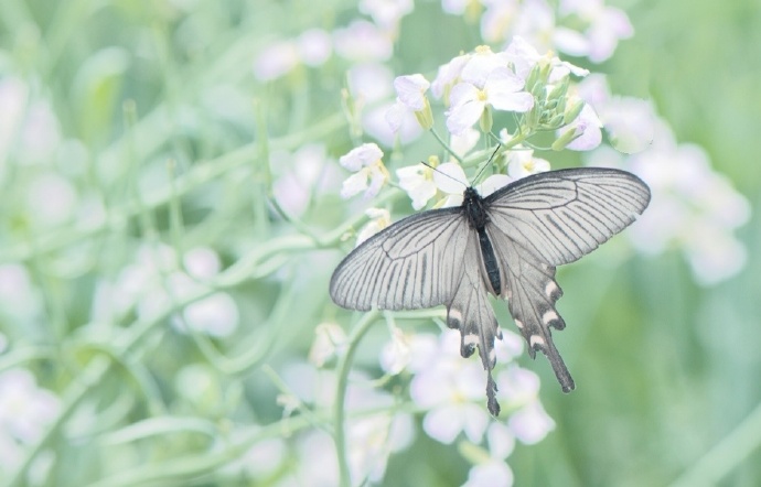 点击大图看下一张：一组浪漫唯美的蝴蝶图片