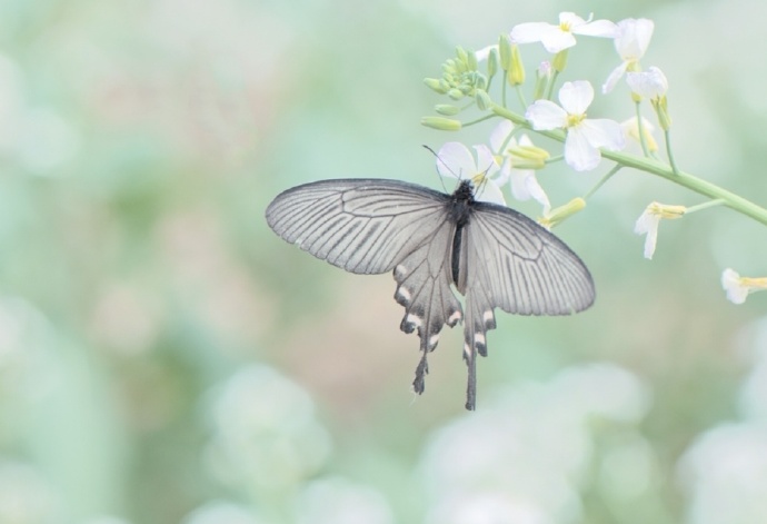 点击大图看下一张：一组浪漫唯美的蝴蝶图片