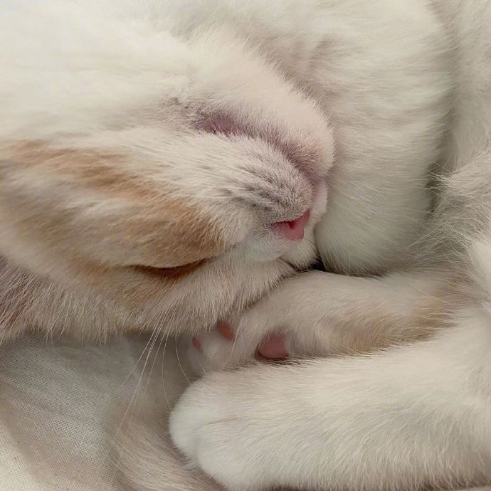 点击大图看下一张：贪睡的慵懒小猫图片