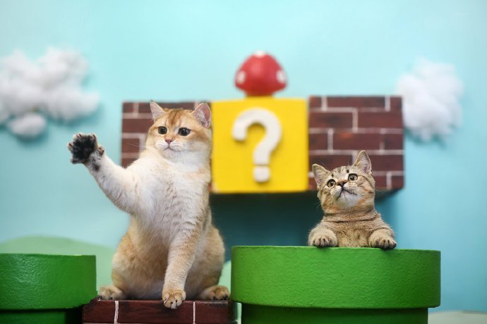 点击大图看下一张：手舞足蹈的两只猫猫