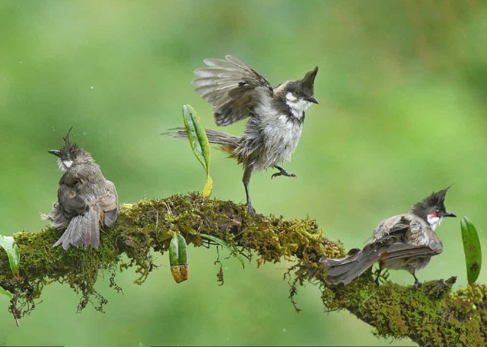 点击大图看下一张：轻盈优美的枝头小鸟图片