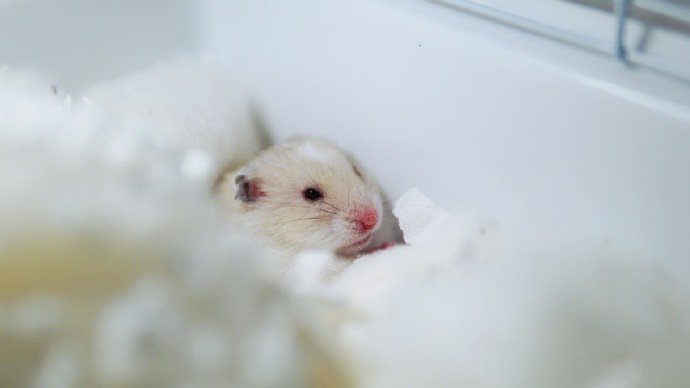 点击大图看下一张：窝在自己小窝里可爱的仓鼠