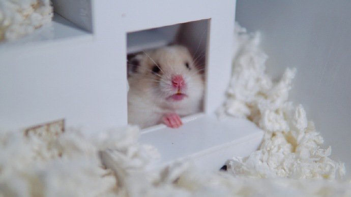 点击大图看下一张：窝在自己小窝里可爱的仓鼠