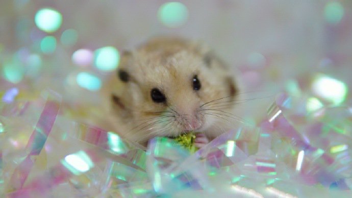 点击大图看下一张：一组美美的可爱小仓鼠图片