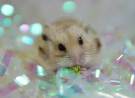 一组美美的可爱小仓鼠图片