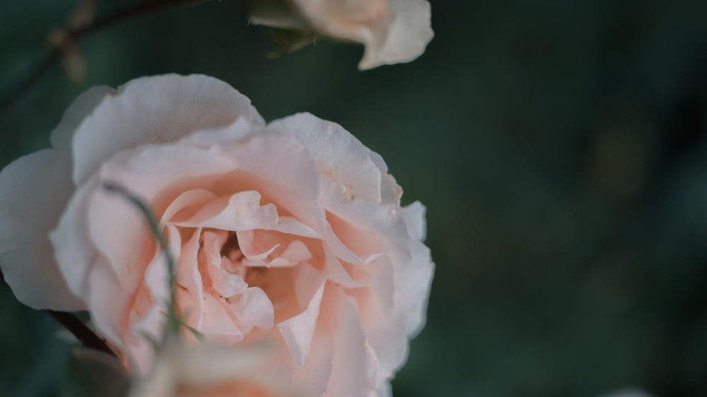点击大图看下一张：唯美蔷薇花图片桌面壁纸