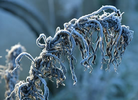 冬季的霜冻景色图片