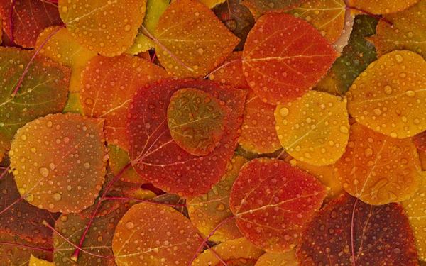 点击大图看下一张：秋季美丽风景图片